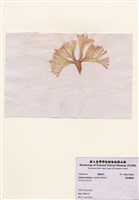 藏品(扇形囊膜藻)的圖片